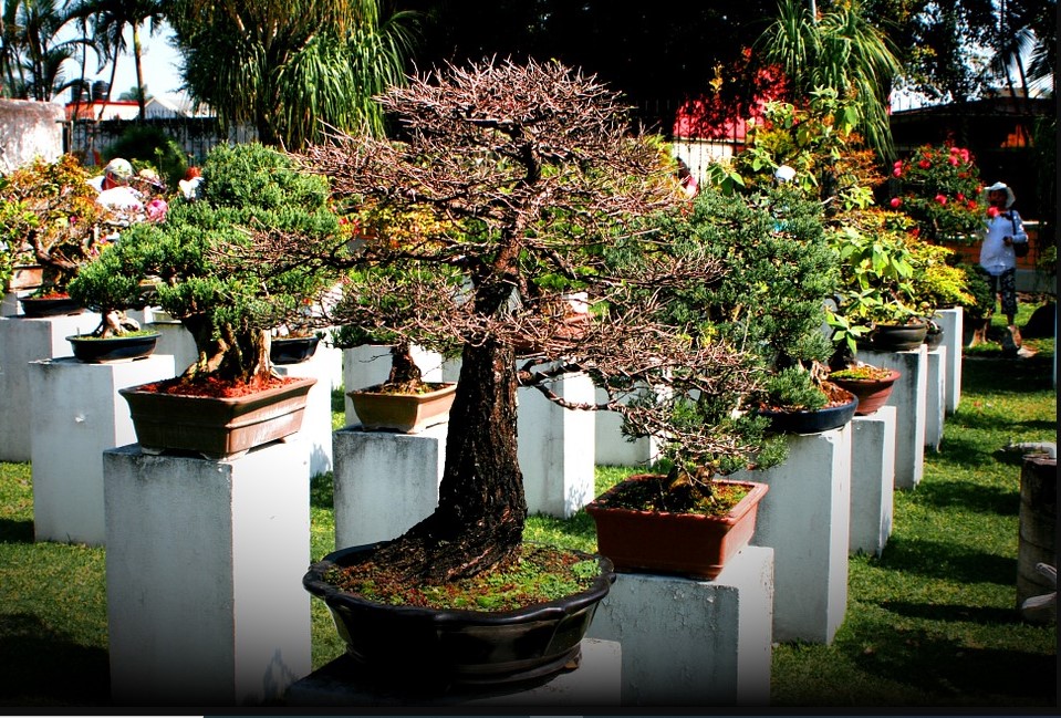 Bonsai Plants Benefits, Care, and Growing Bonsai Tree Indoor